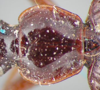 Media type: image;   Entomology 33019 Aspect: pronotum dorsal